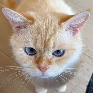 Meet your Posher, Lilly